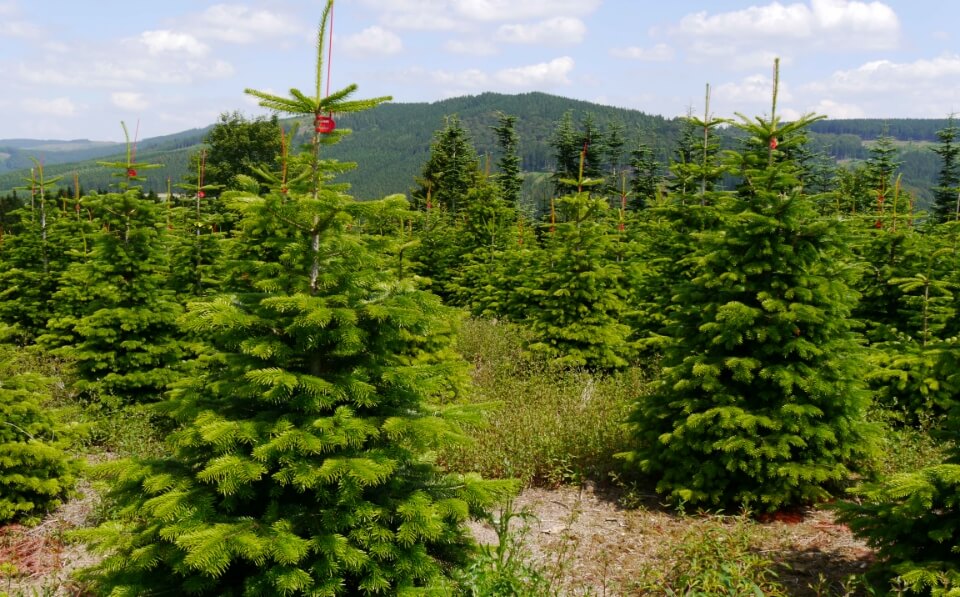 Weihnachtsbaumerlebnis Weihnachtsbaumschlagen